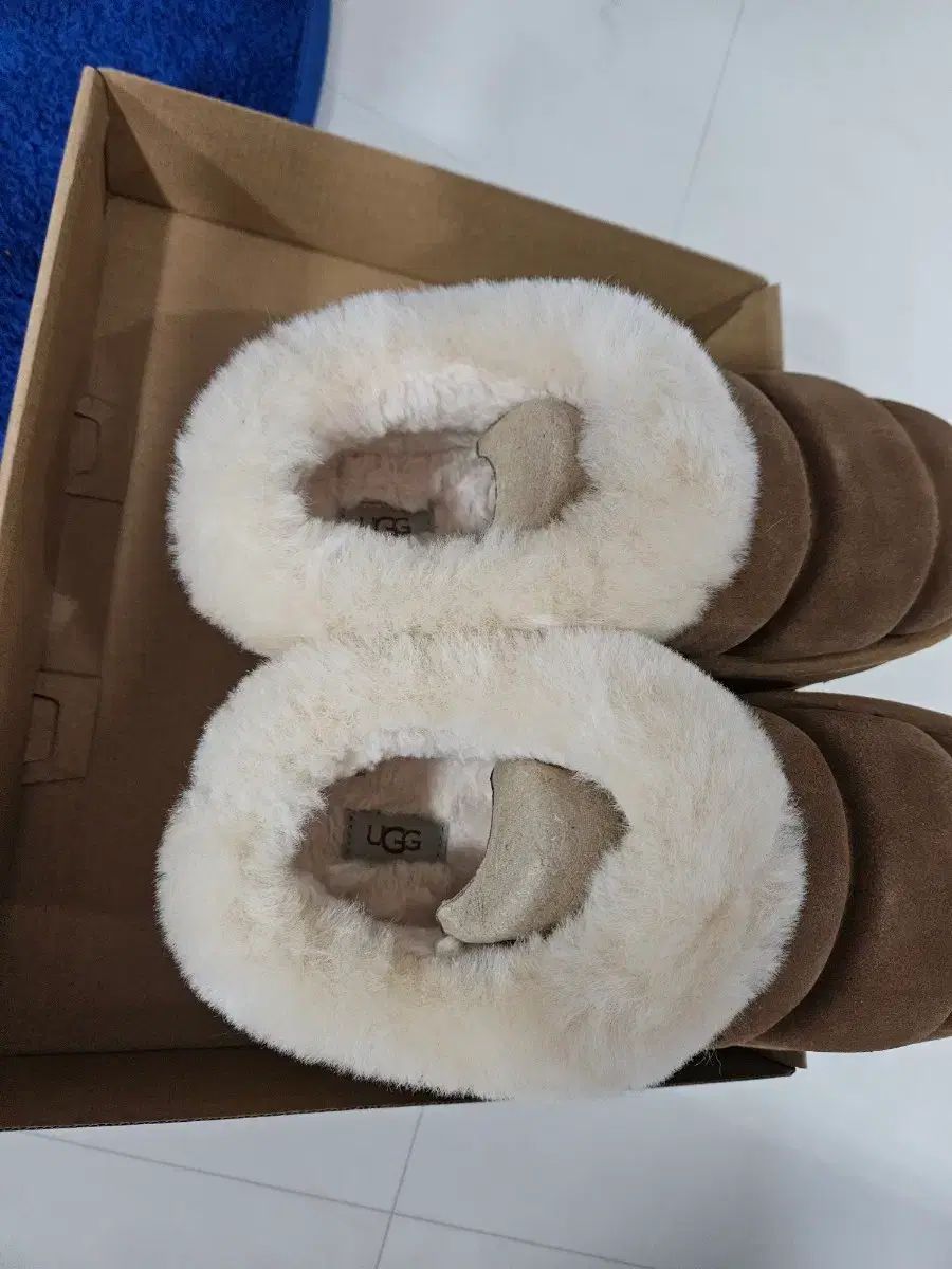 アメリカアグ タズルリタ EU 39