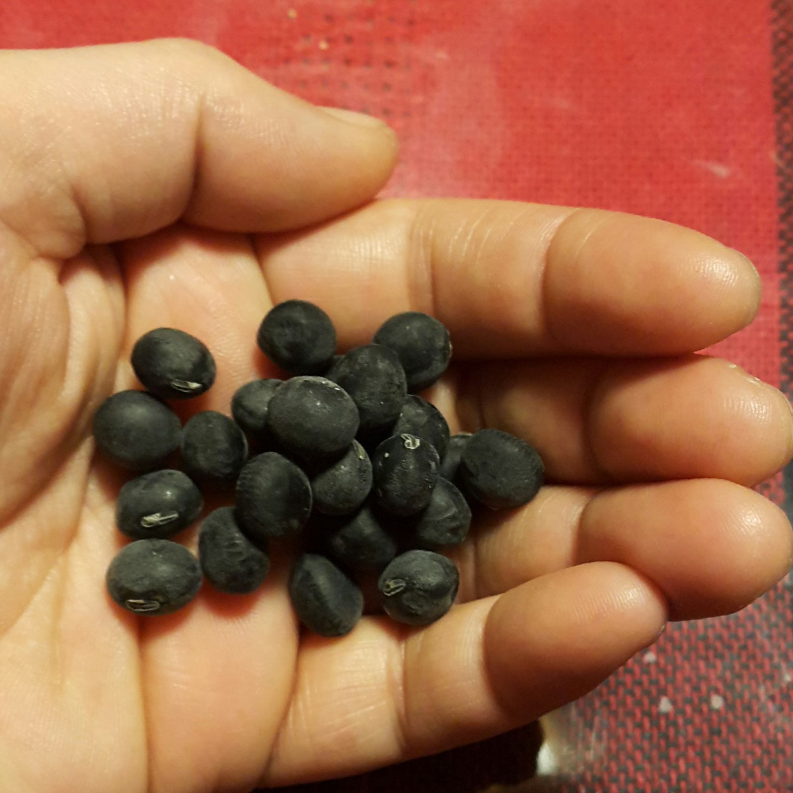 丹波黒豆の種(Tanba Black Soybean・固定種) - メルカリ 丹波黒豆の種(Tanba Black Soybean・固定種) - メルカリ