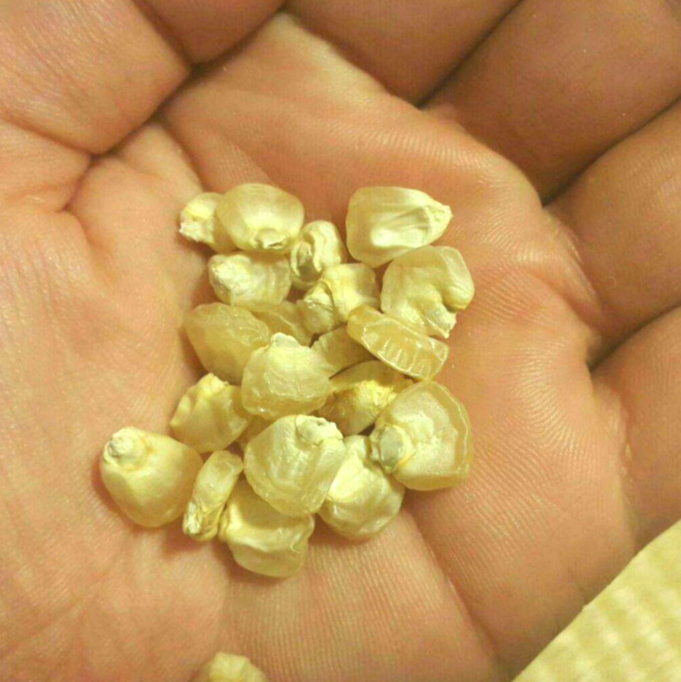 丹波黒豆の種(Tanba Black Soybean・固定種) - メルカリ 丹波黒豆の種(Tanba Black Soybean・固定種) - メルカリ