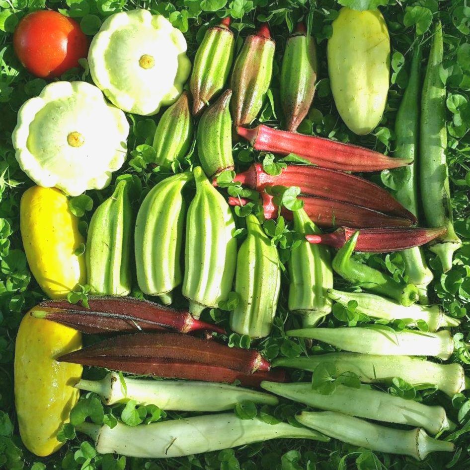 丹波黒豆の種(Tanba Black Soybean・固定種) - メルカリ