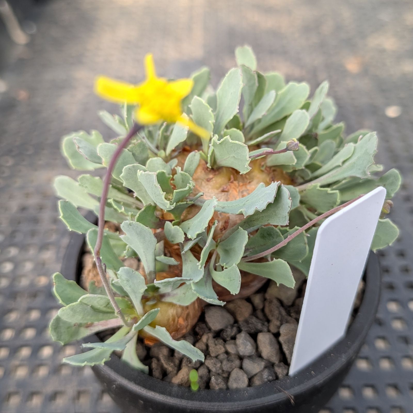 オトンナ　カカリオイデス　鉢ごと発送 オトンナ カカリオイデス ※メルカリ便(鉢植え) 【公式通販】