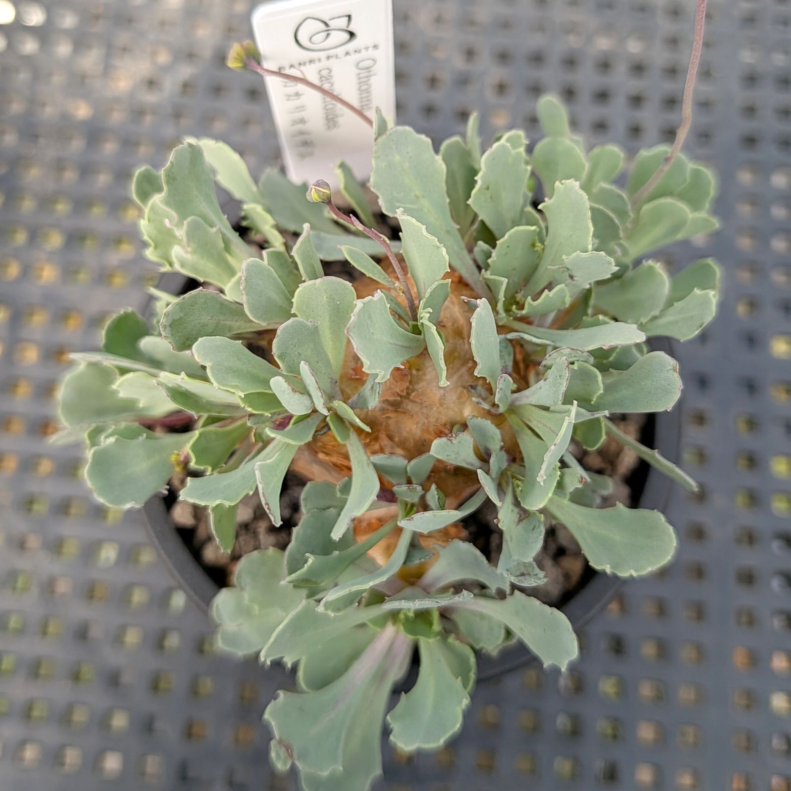 オトンナ　カカリオイデス　鉢ごと発送 オトンナ カカリオイデス ※メルカリ便(鉢植え) 【公式通販】