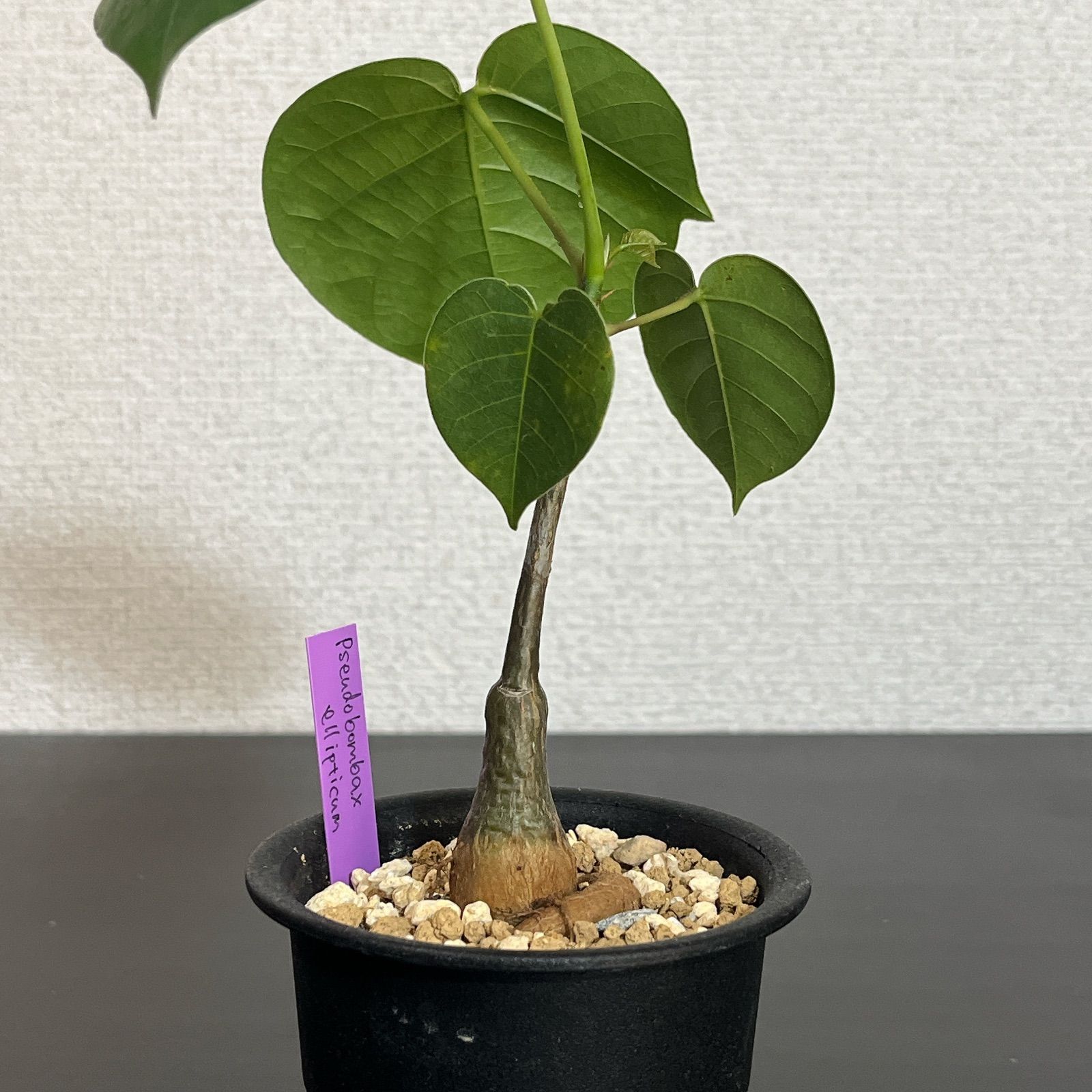 プセウドボンバックス エリプティクム 【公式通販】