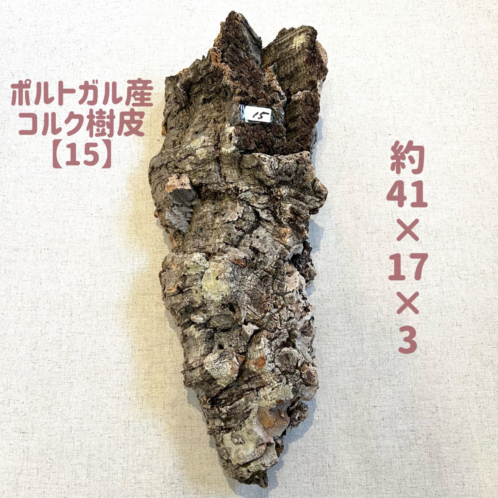 観葉植物 ポルトガル産・ 天然コルク樹皮／ビカクシダ・ティランジア 