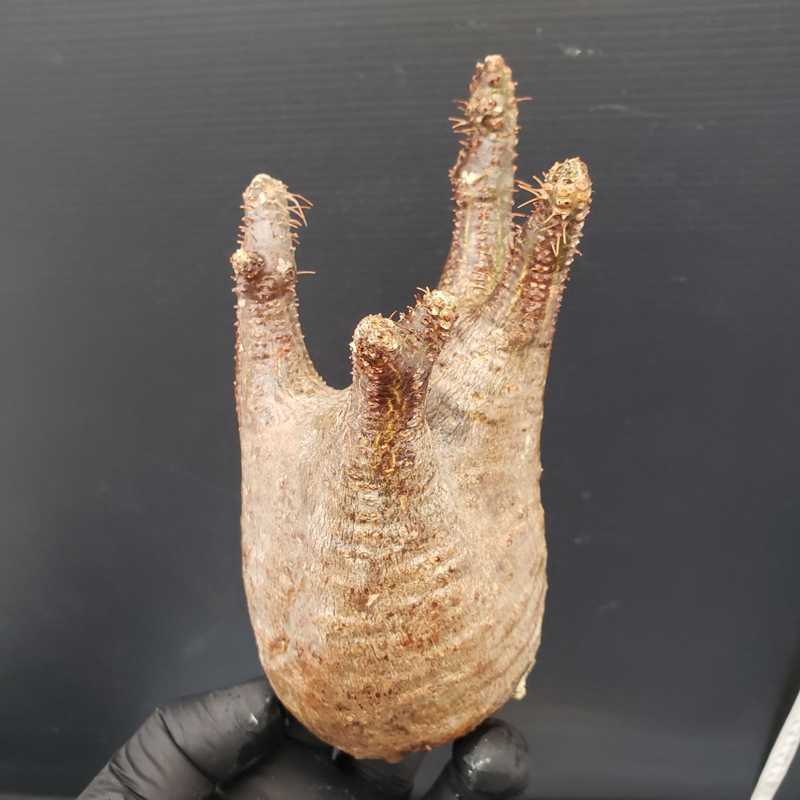 G362【最新到着】Pachypodium グラキリス（S)（現地球・抜き苗）【塊根