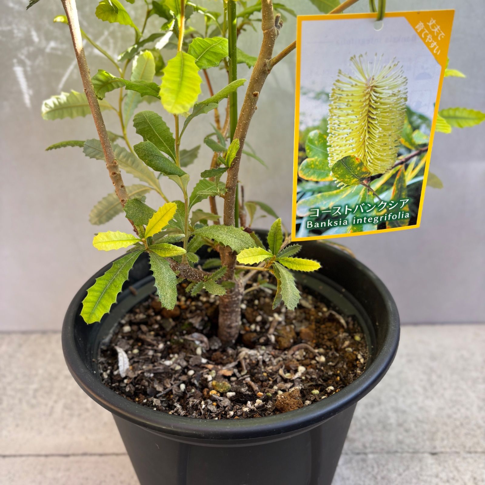 コーストバンクシア インテグリフォリア オージープランツ 1