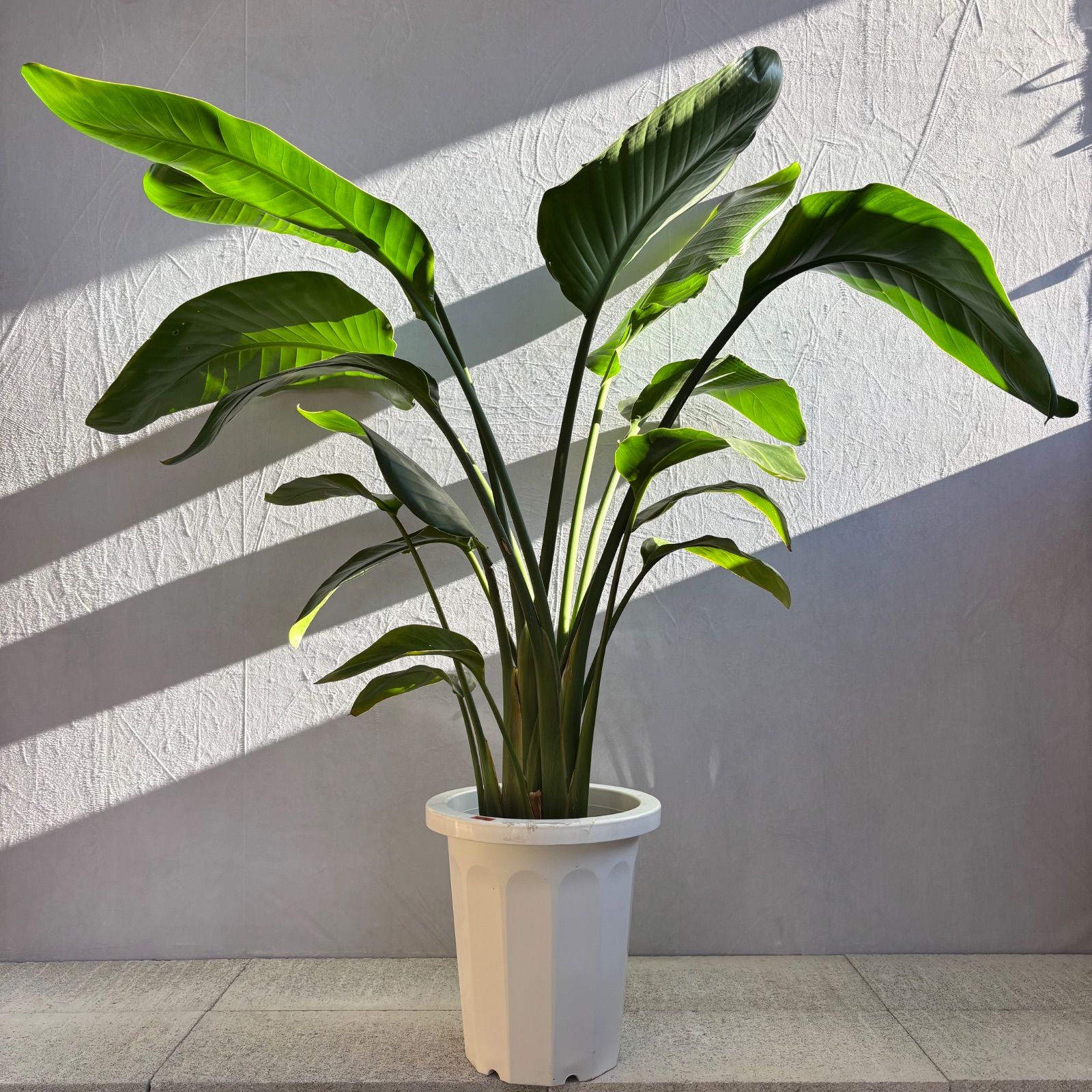 ストレリチア オーガスタ 3株植え 大型 人気 観葉植物