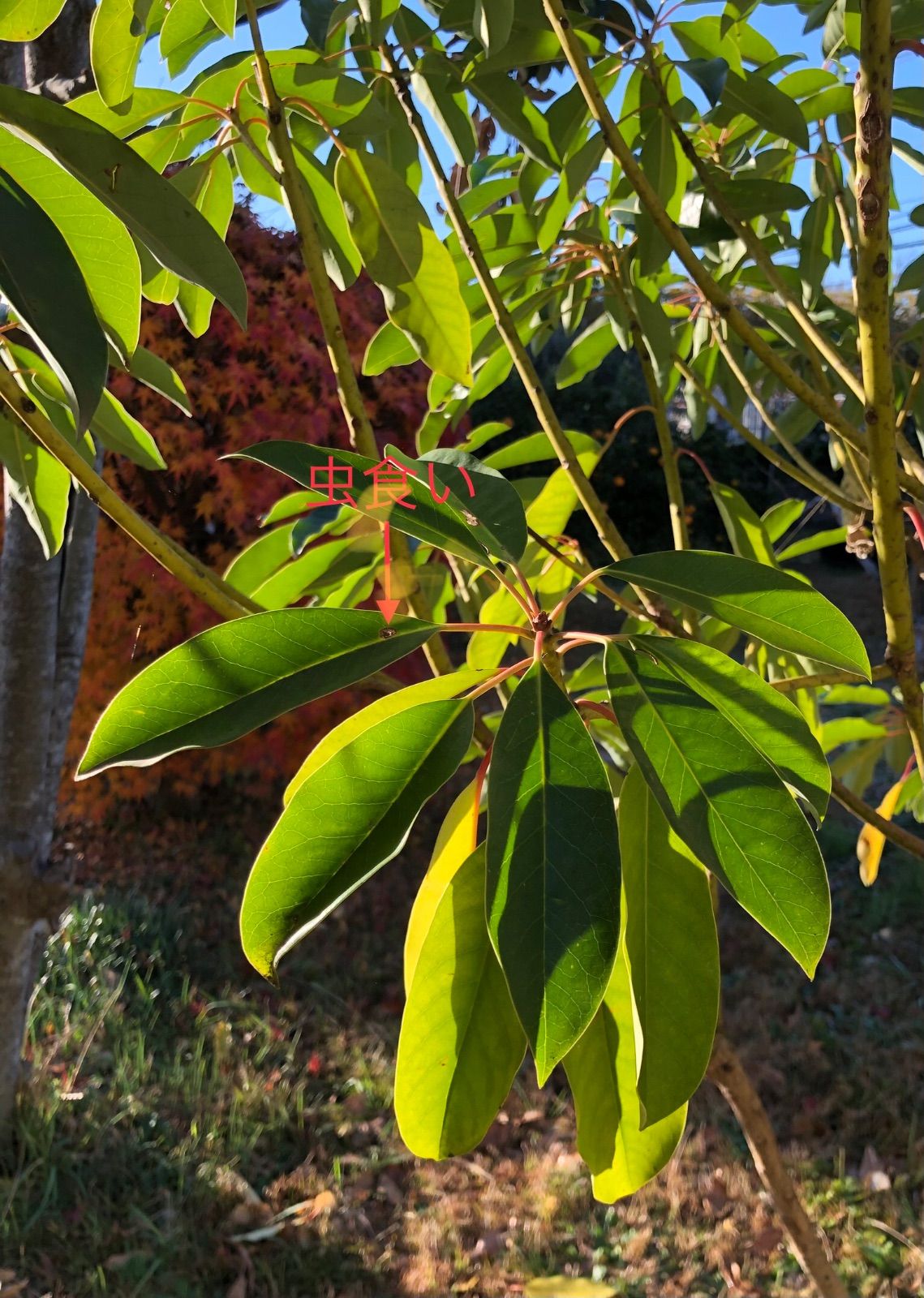 ゆずり葉 1kg(約500枚) - メルカリ