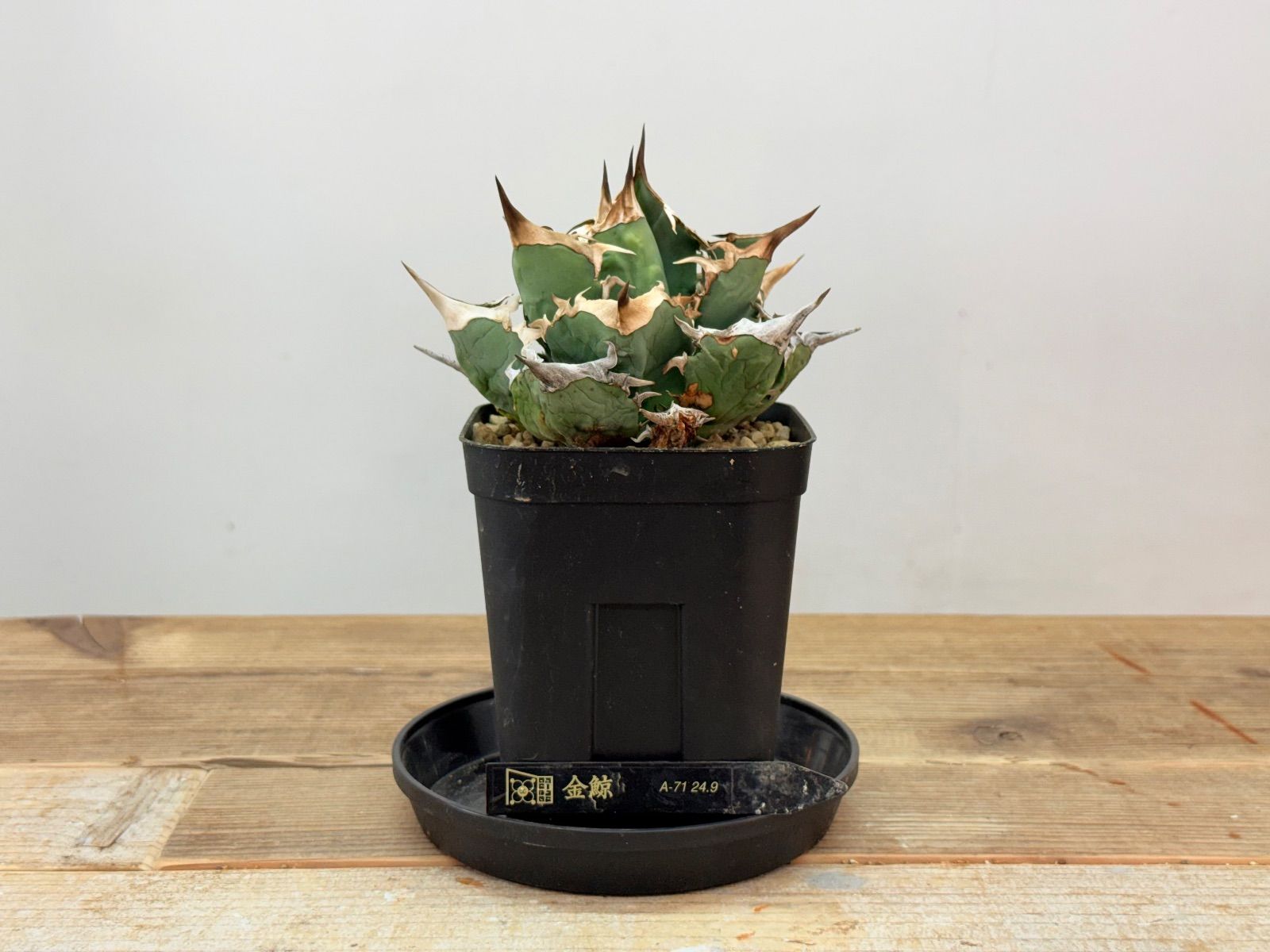 極美品】LOUIS VUITTON レザー ネームタグ＆ショルダーパッド 極美品