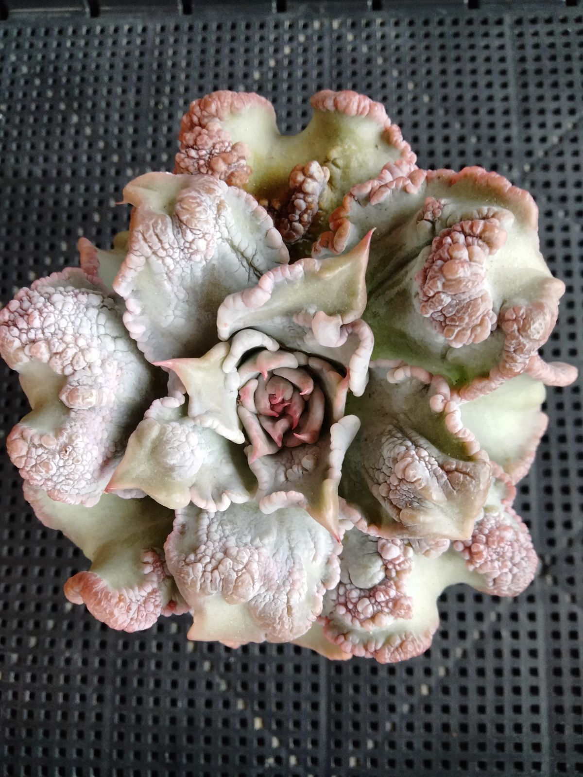 メルカリ便　マディババンプ 多肉植物 バンプマディバ 大苗 - メルカリ