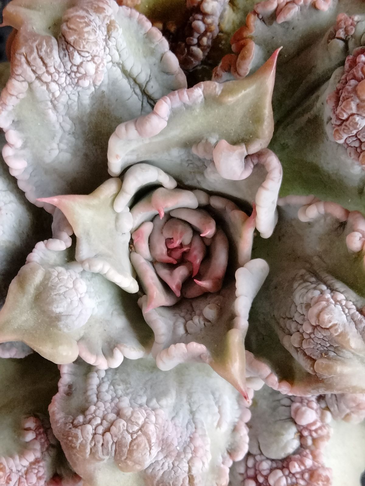 多肉植物 バンプマディバ 大苗 - メルカリ