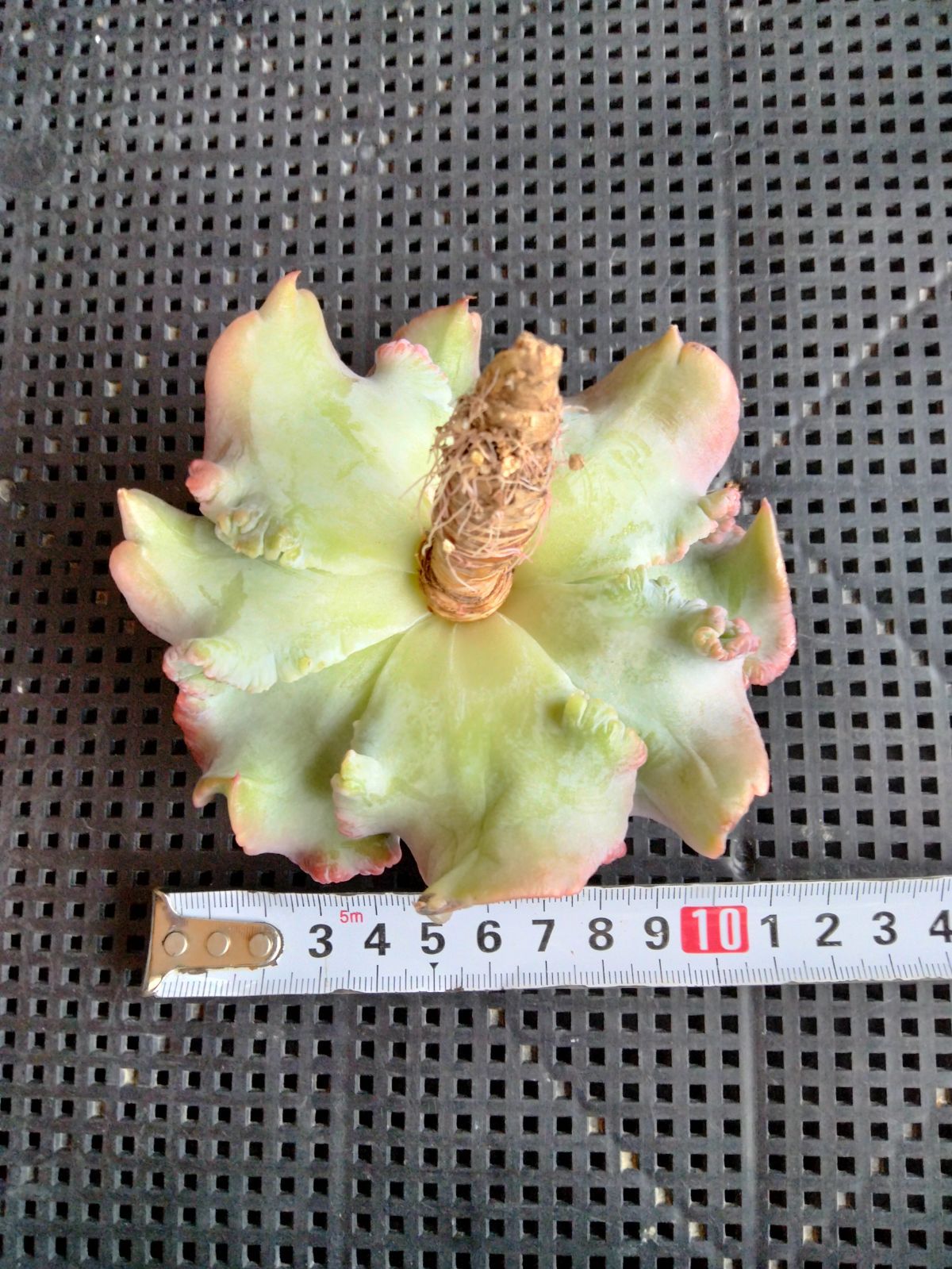 多肉植物 バンプマディバ 大苗 - メルカリ