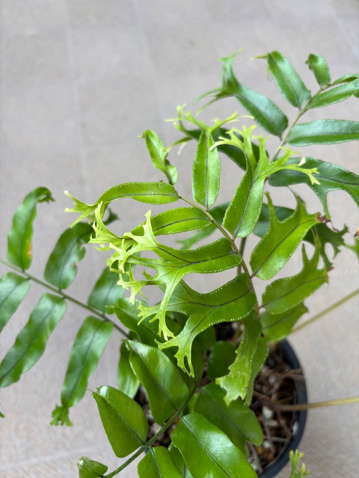 ホウビカンジュ シシバ（沖縄離島産） - メルカリ