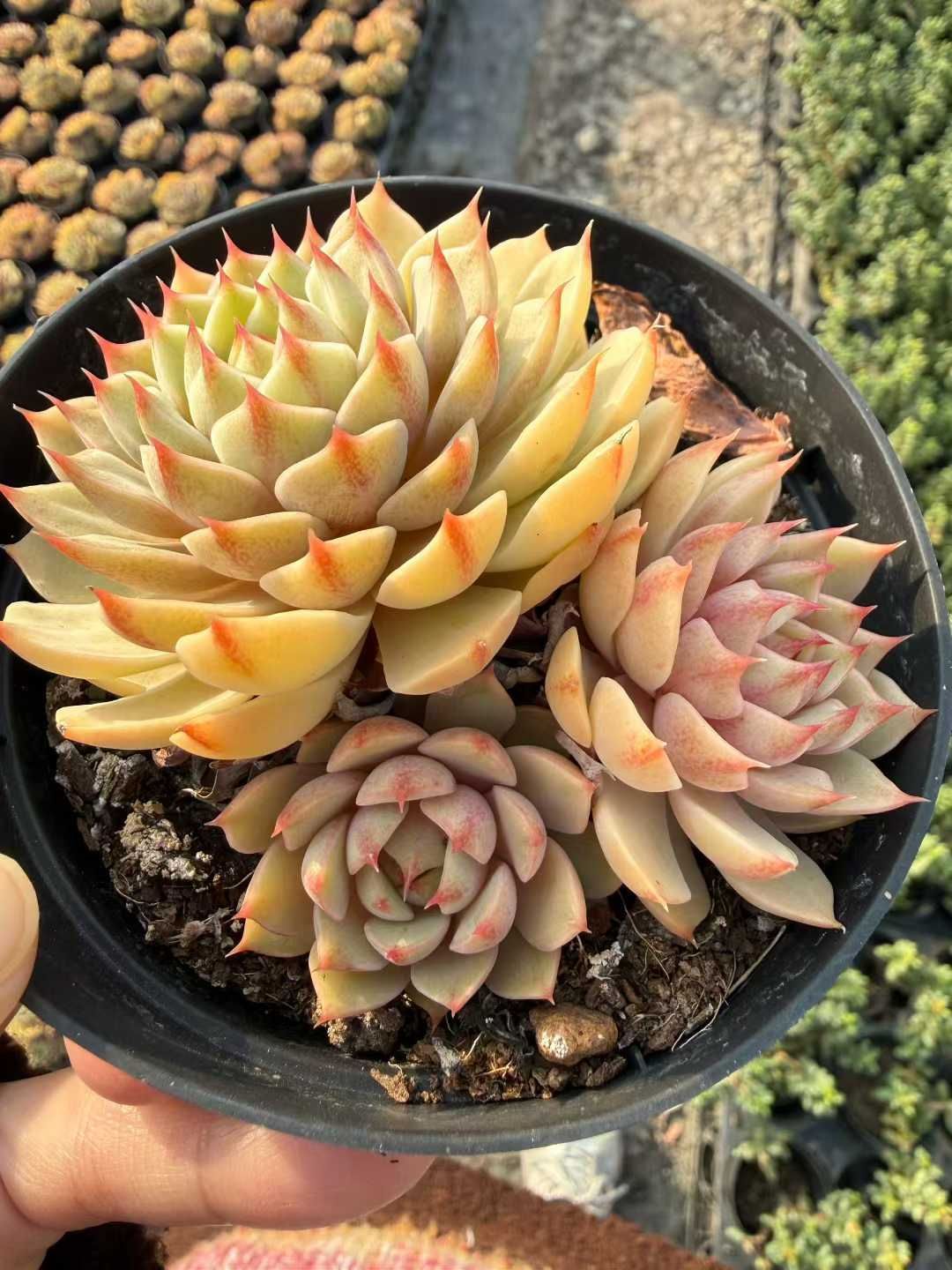 24株 ペンパルテイス 多肉植物 エケベリア セダム アエオニウム 韓国苗 寄せ植え 詰め合わせ CQ 1972