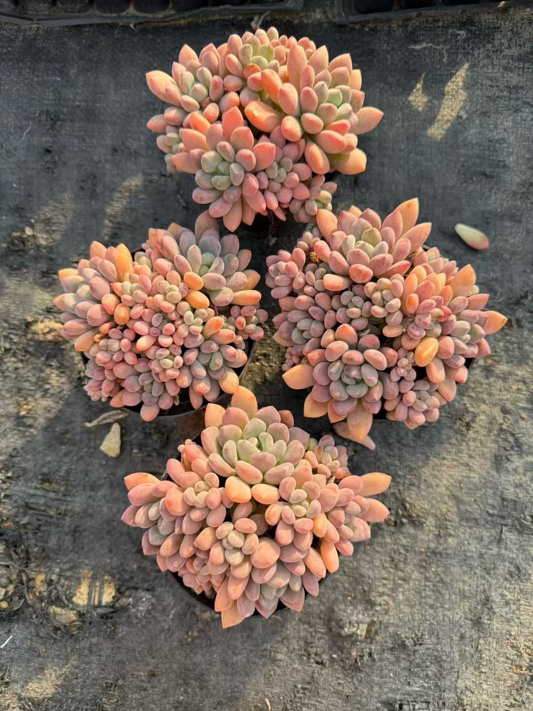 24株×ムトウショウ 多肉植物 エケベリア セダム アエオニウム 韓国苗 寄せ植え 詰め合わせ CQ 1974