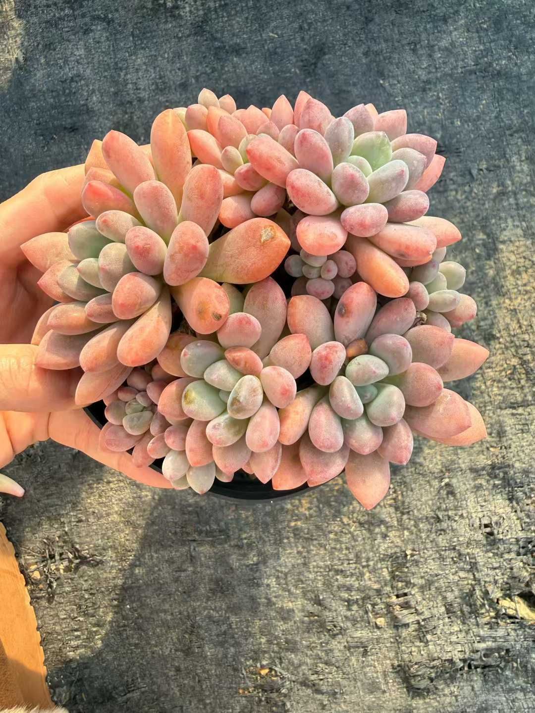 24株 ムトウショウ 多肉植物 エケベリア セダム アエオニウム 韓国苗 寄せ植え 詰め合わせ CQ 1974