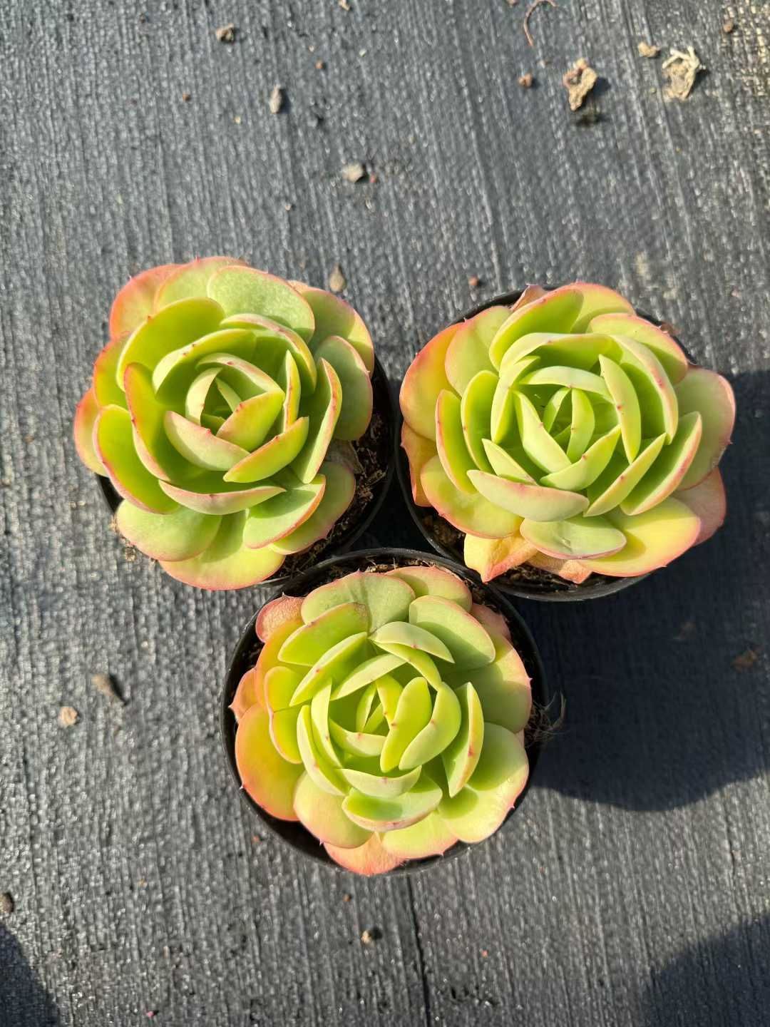 24株 アイスラブリーローズ単頭 多肉植物 エケベリア セダム アエオニウム 韓国苗 寄せ植え 詰め合わせ CQ 1978