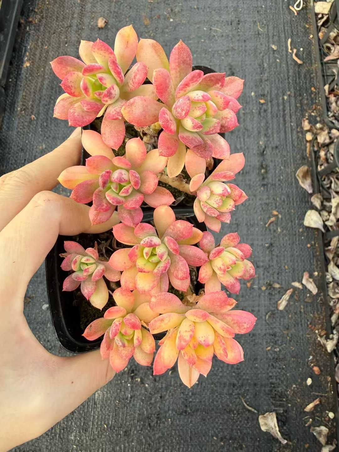 54株 マクドガリー 多肉植物 エケベリア セダム アエオニウム 韓国苗 寄せ植え 詰め合わせ CQ 1982