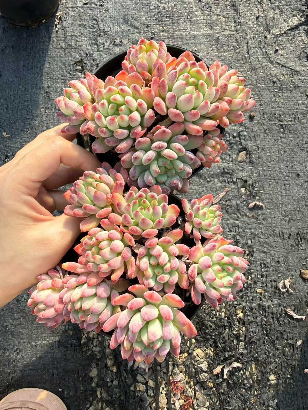 24株×ブルーアップル 多肉植物 エケベリア セダム アエオニウム 韓国苗 寄せ植え 詰め合わせ CQ 1980