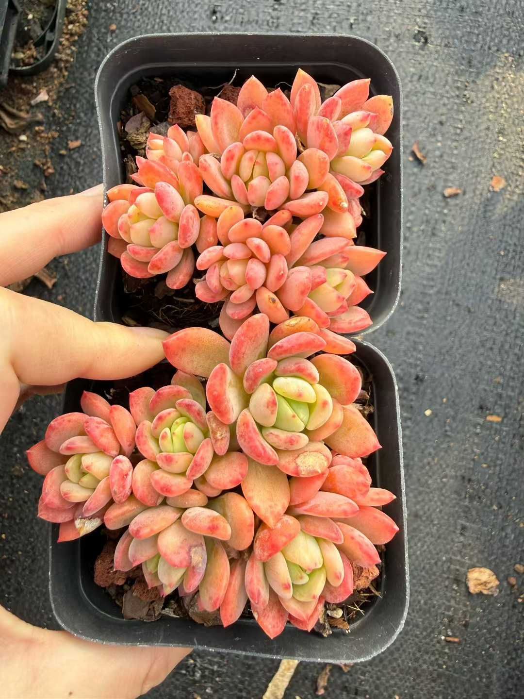 54株 スカッシュ 多肉植物 エケベリア セダム アエオニウム 韓国苗 寄せ植え 詰め合わせ CQ 1979