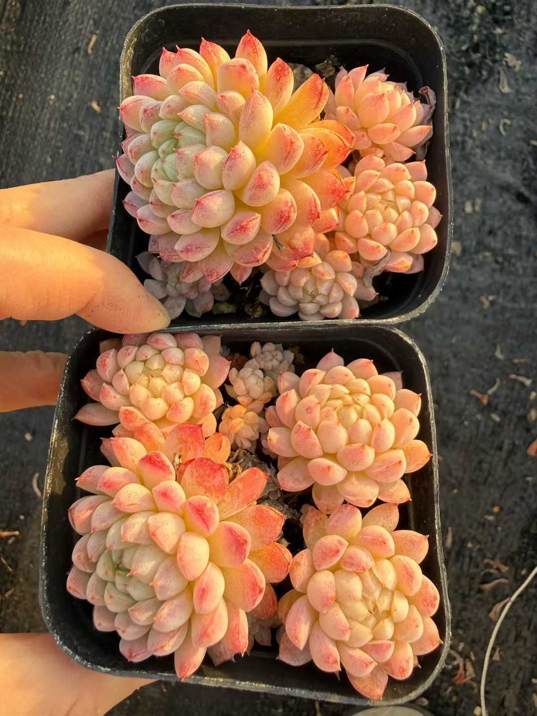 54株 ラノリンボール 多肉植物 エケベリア セダム アエオニウム 韓国苗 寄せ植え 詰め合わせ CQ 1984