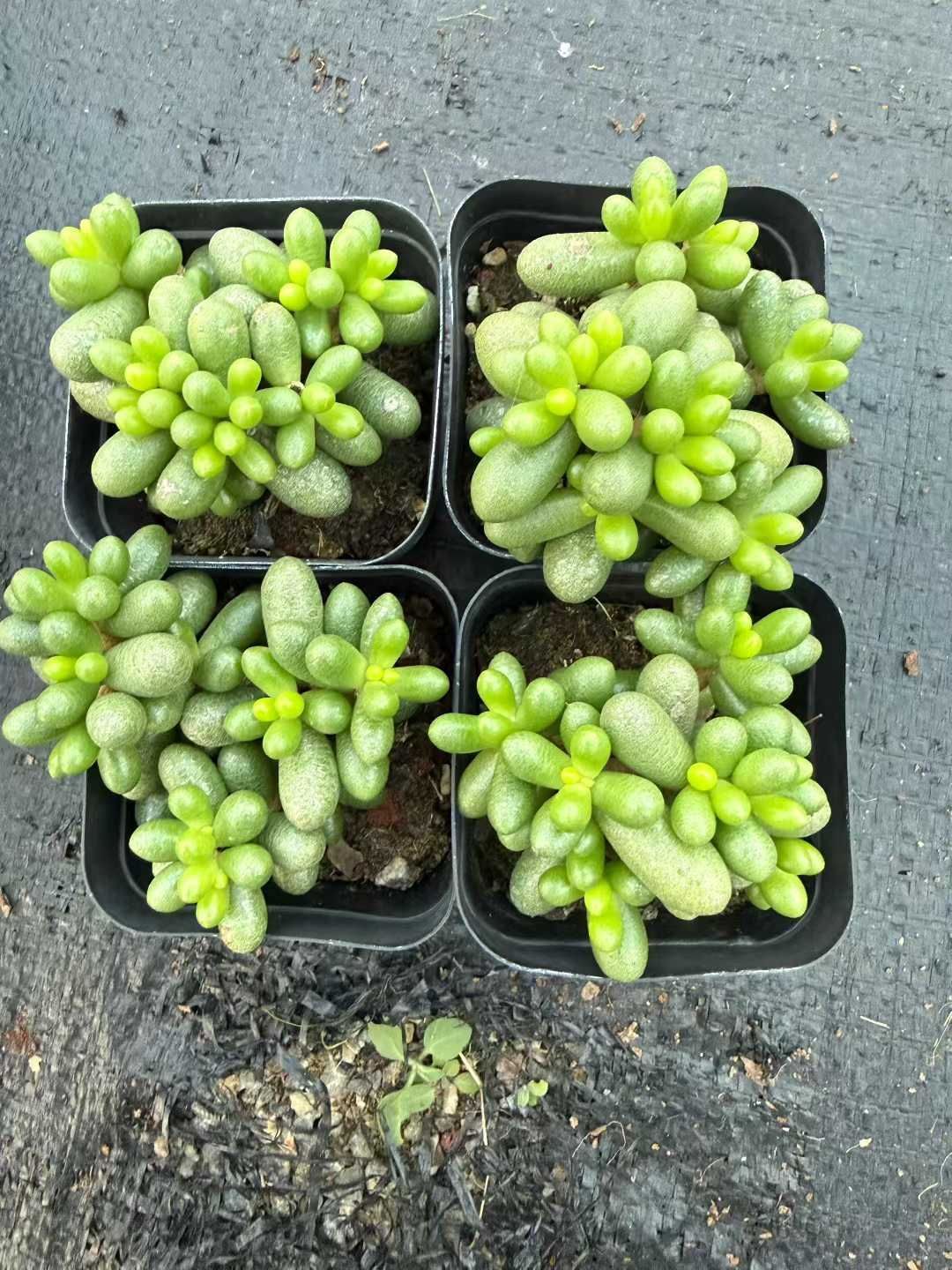 54株×セダム ヘルナンデジー 多肉植物 エケベリア セダム アエオニウム 韓国苗 寄せ植え 詰め合わせ CQ 1983