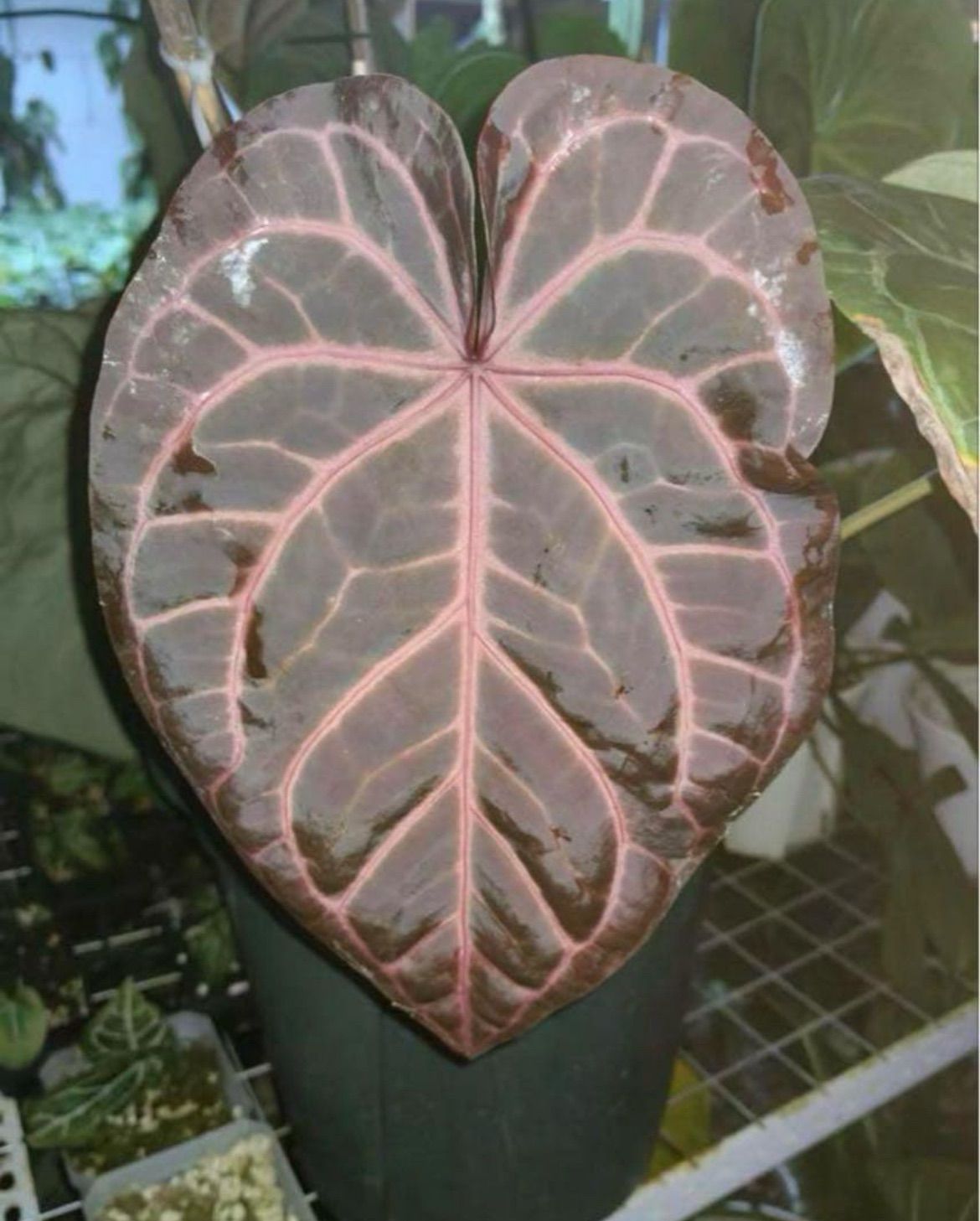 ショップ アンスリウム レッドクリスタリナム ミシェル アンスリウム