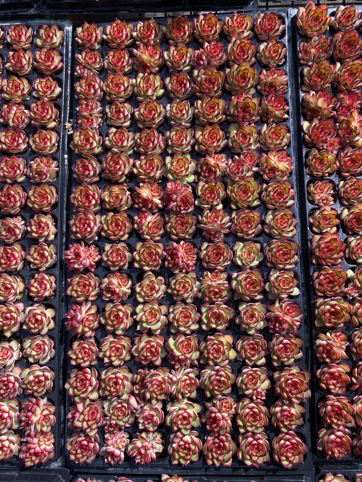 オープン記念セール ホタル 105苗セット 土・根付き 美苗 エケベリア