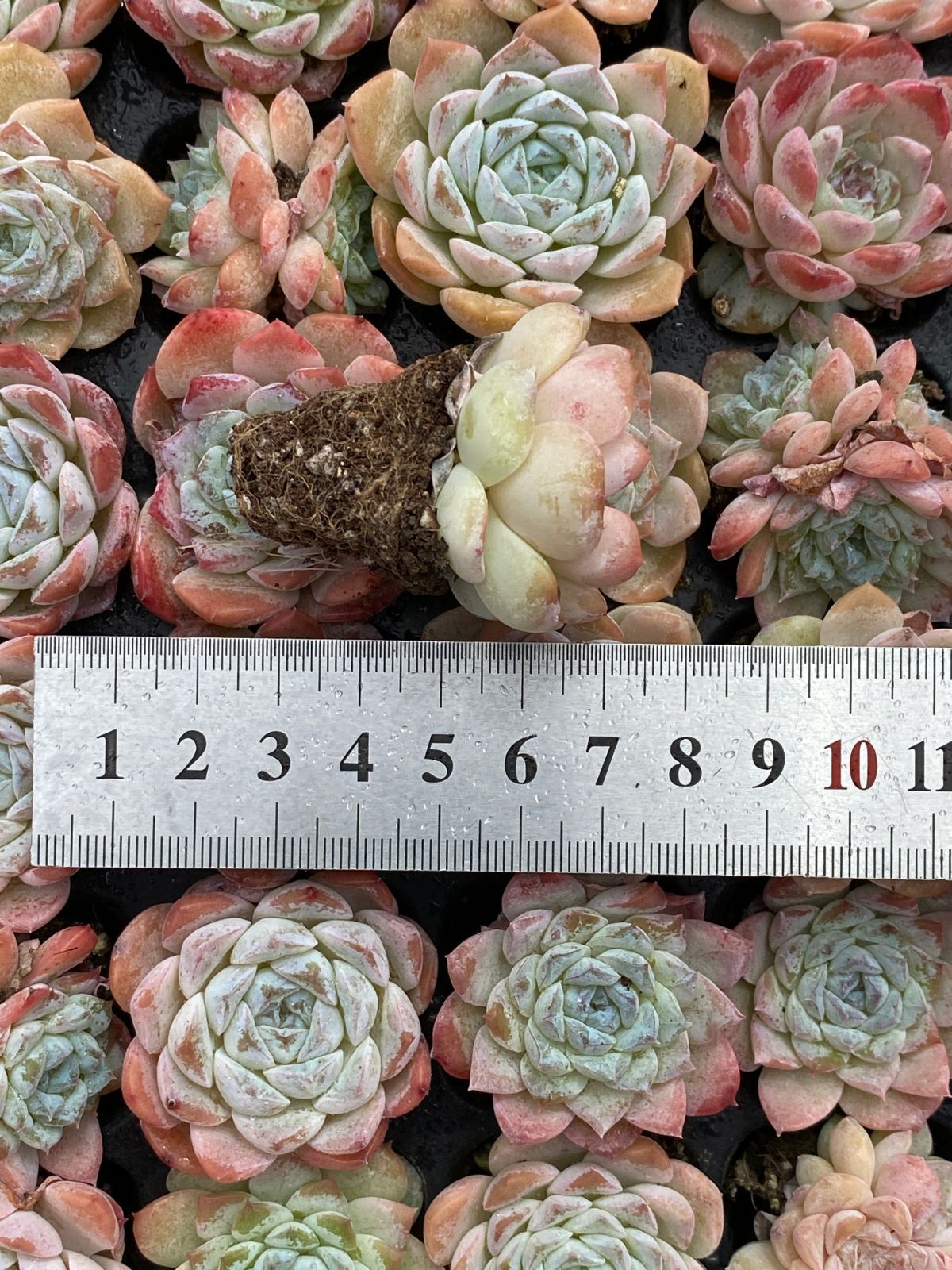 オープン記念セール 砂糖 105苗セット 土・根付き 美苗 エケベリア