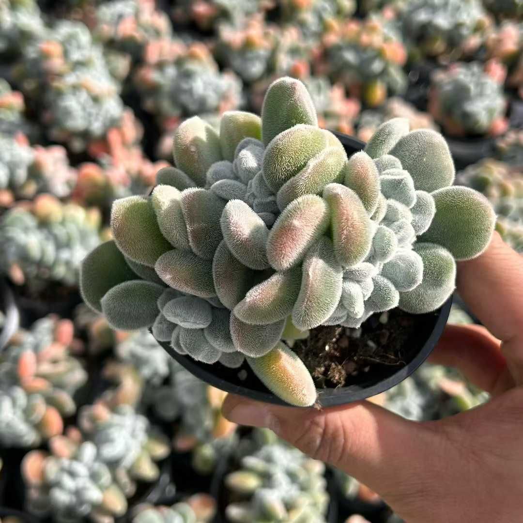 Z 苗 新入荷 抜き苗 多肉植物 詰め合わせ アエオニウム エケベリア サボテン 韓国苗