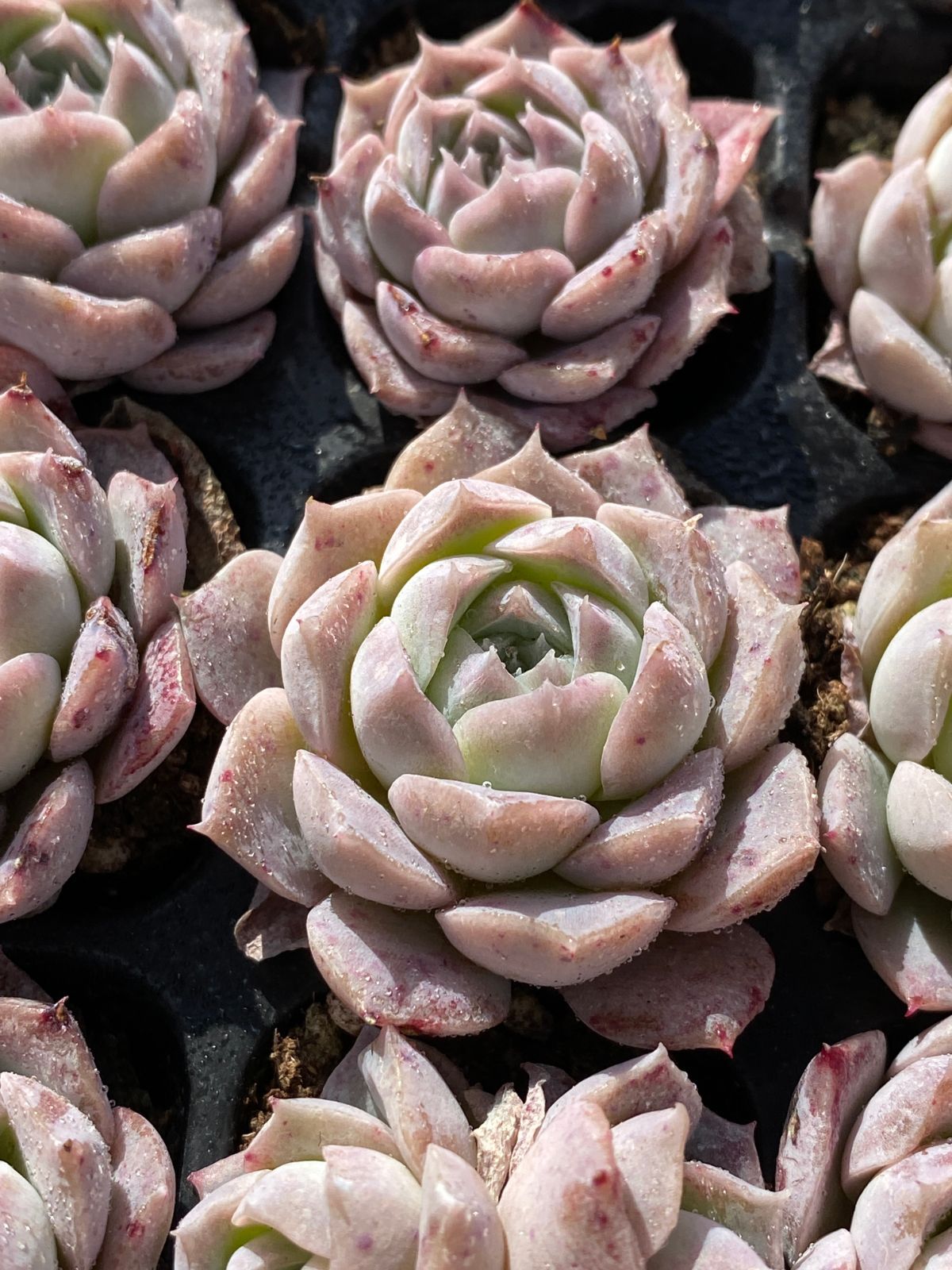 発売中 ポセイドン 105苗セット 土・根付き 美苗 エケベリア 多肉 植物