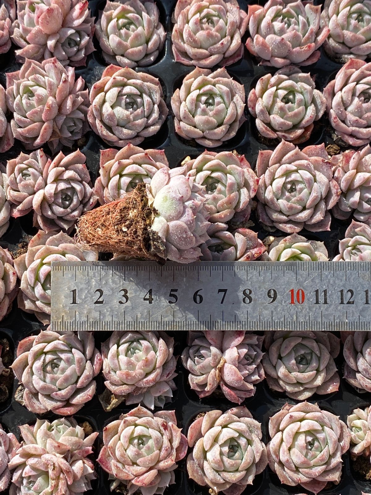 発売中 ポセイドン 105苗セット 土・根付き 美苗 エケベリア 多肉 植物