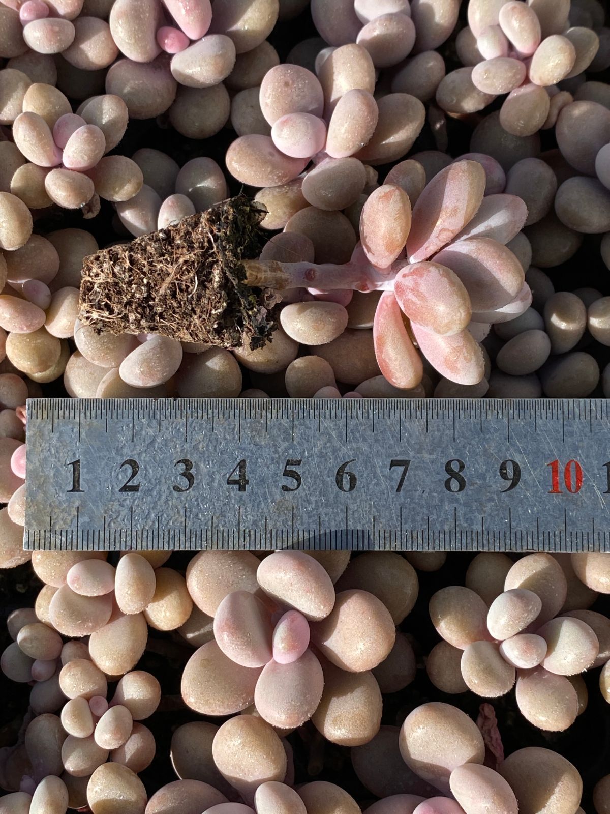 オープン記念セール 桃の卵 105苗セット 売れ筋 土・根付き 美苗