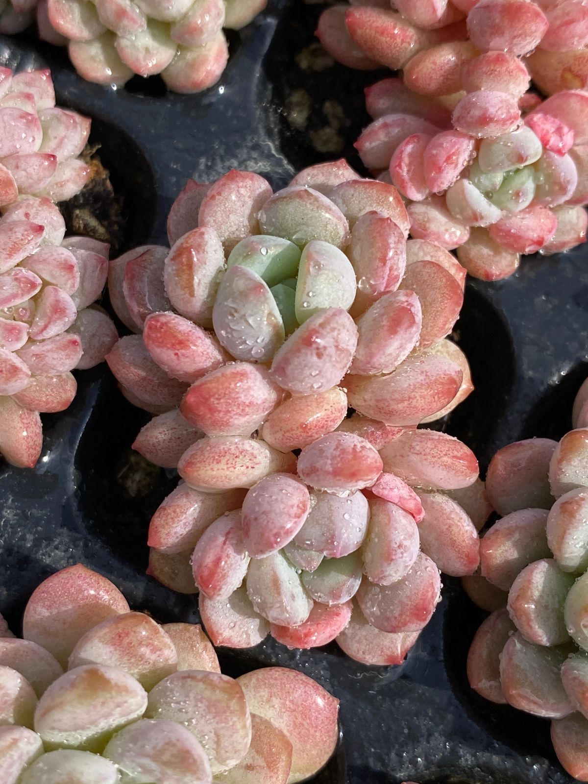 オープン記念セール レッドエッグ 105苗セット 土・根付き 美苗