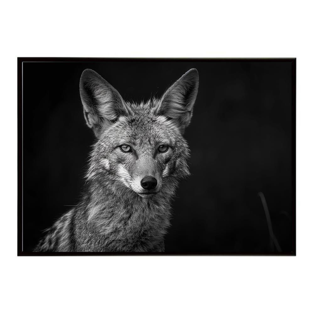 A1サイズ（約59x84cm）】【lh-poster-6684】Jackal ジャッカル サバンナ アフリカ 草原 自然 ネイチャー 動物 アニマル, image size:1000x1000