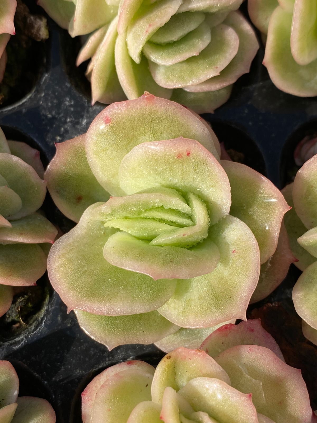 105株 A401-25 多肉植物 エケベリア ミックス苗 詰め合わせ 観葉植物