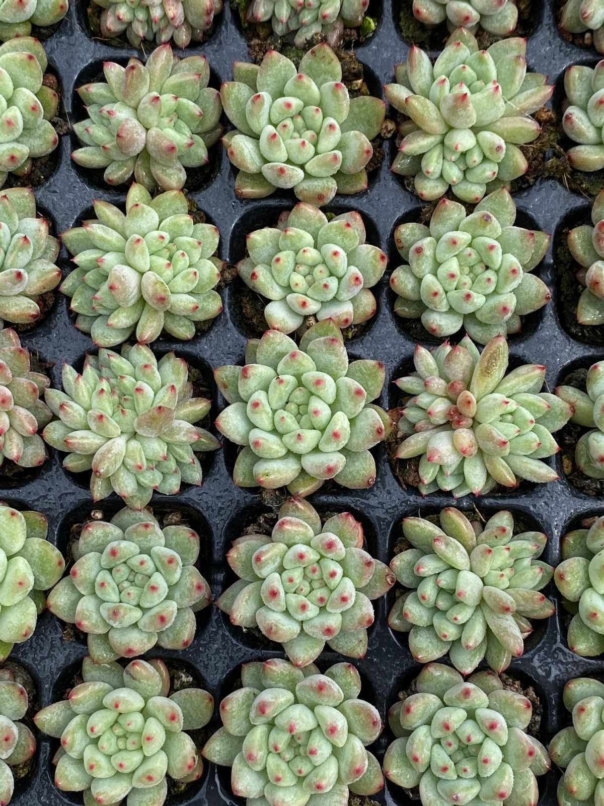 発売中 ラブリーローズ 105苗セット 土・根付き 美苗 エケベリア 多肉