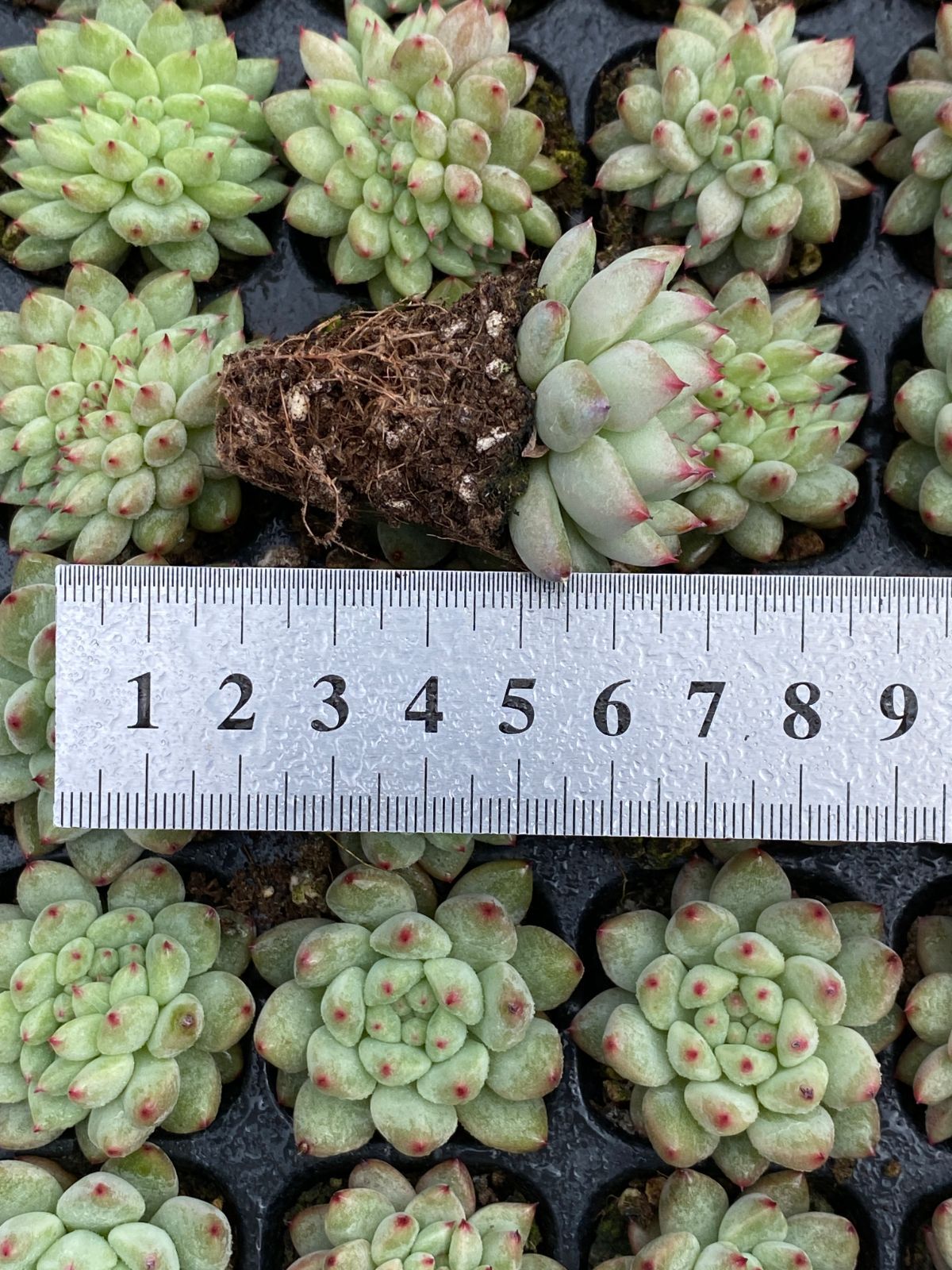 多肉植物　エケベリア　ラブリーローズ5苗セット 多肉植物 エケベリア ラブリーローズ5苗セット