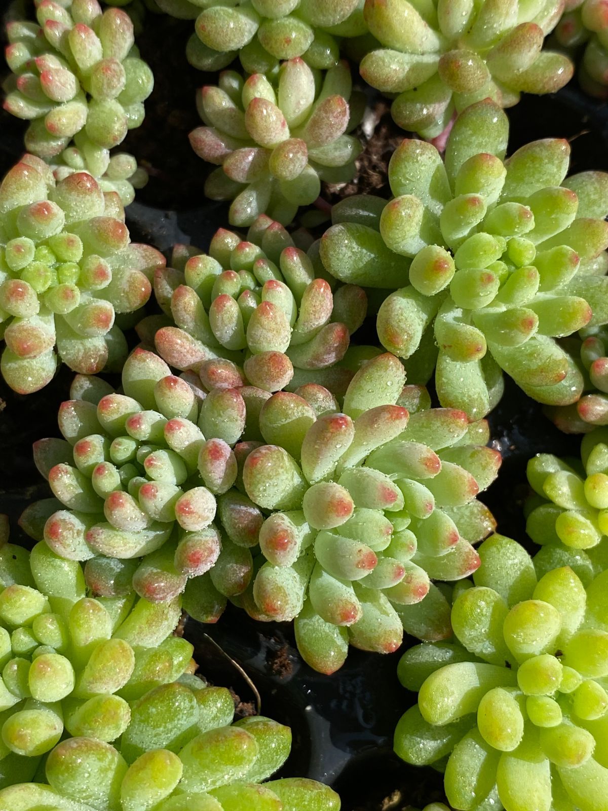 発売中 花火 105苗セット 土 根付き 美苗 エケベリア 多肉 植物 佐川発送 XQS 117