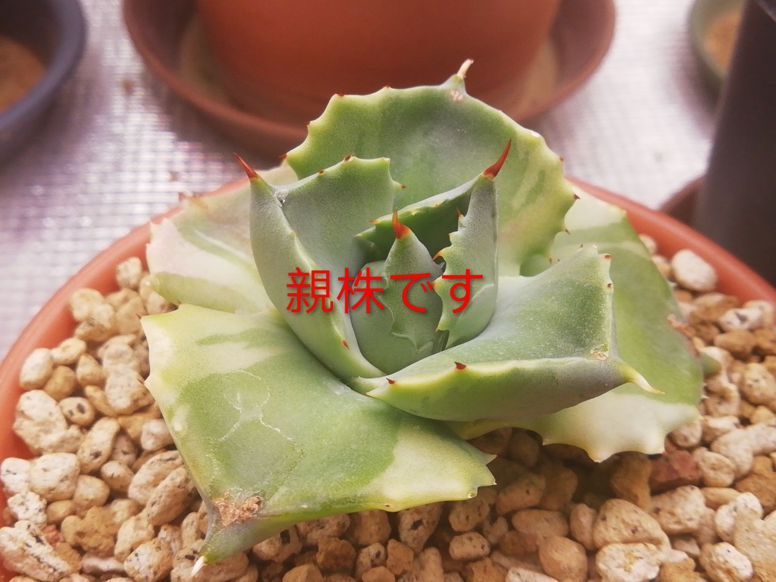 アガベポタトラム王妃雷神錦白覆輪斑子株抜き苗1株プランツタグ付き
