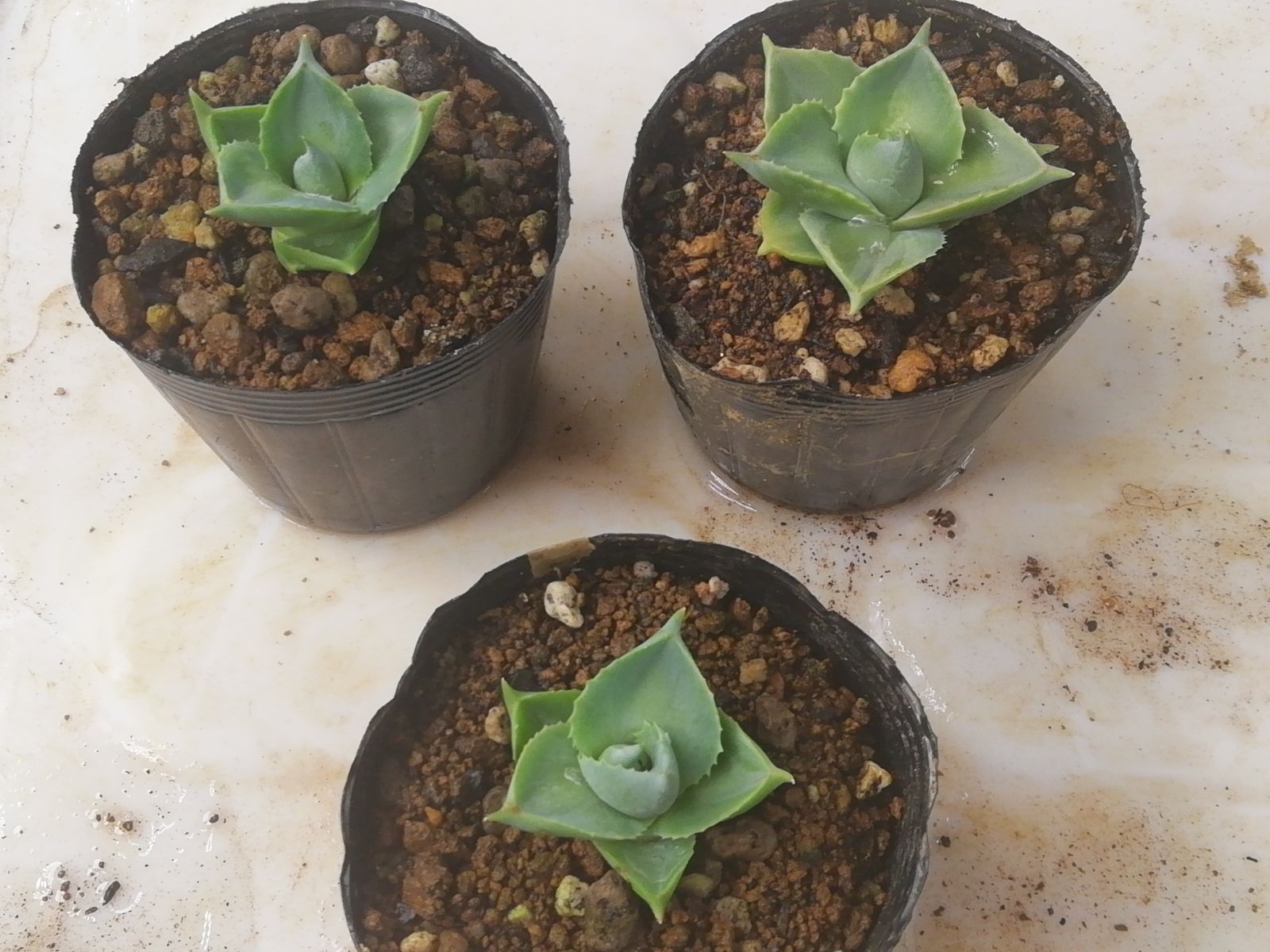 アガベ パリー 覆輪斑 FOX? 抜き苗 アガベ パリー 覆輪斑 FOX? 抜き苗