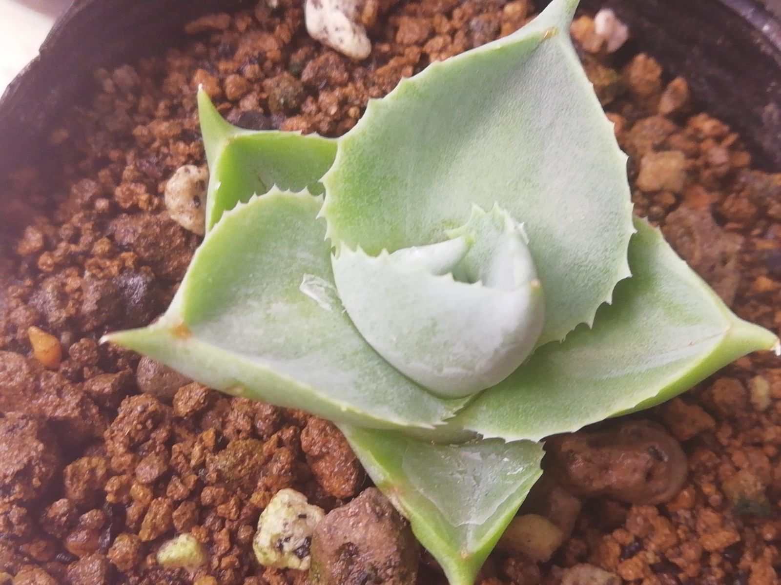 アガベポタトラム王妃雷神錦白覆輪斑子株抜き苗1株プランツタグ付き