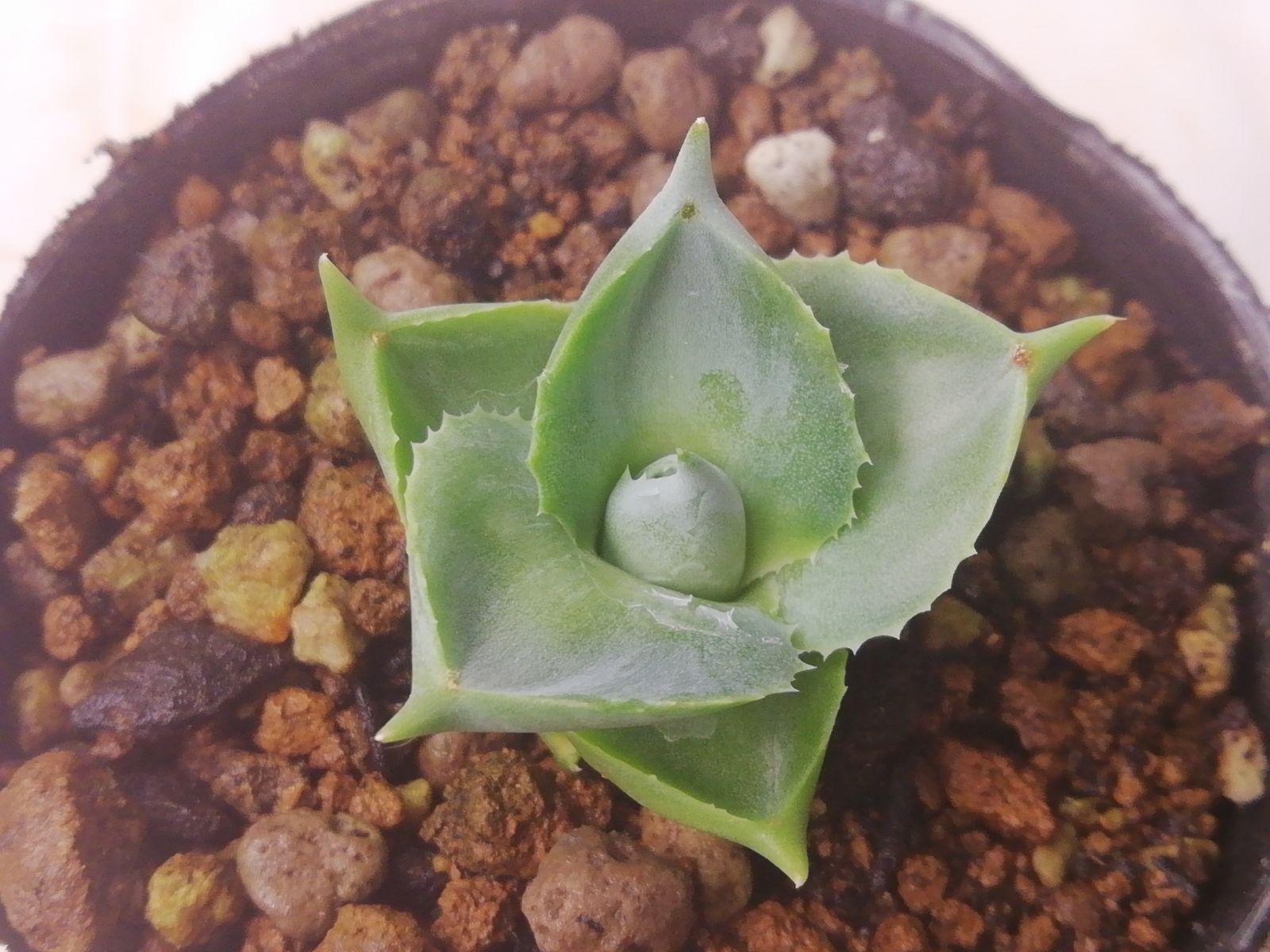 アガベ パリー 覆輪斑 FOX? 抜き苗 アガベ パリー 覆輪斑 FOX? 抜き苗