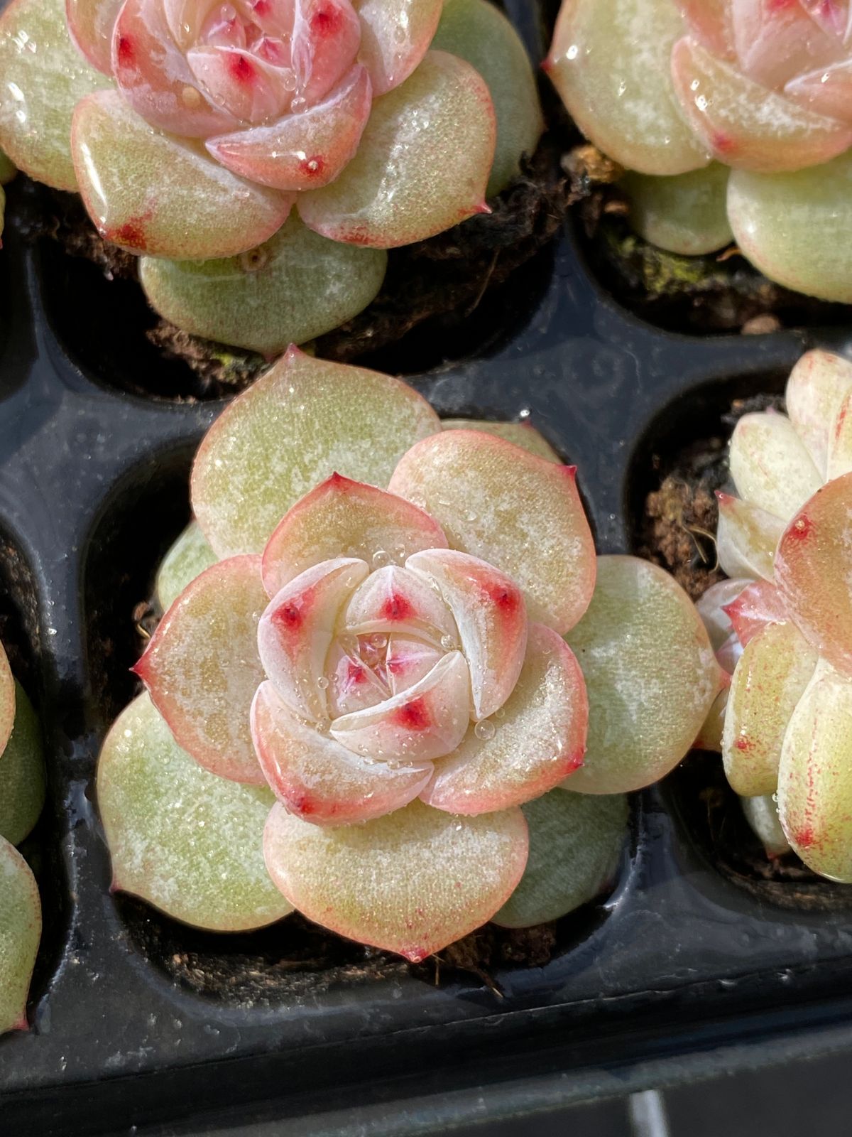 発売中 ミルクアイス 105苗セット 土 根付き 美苗 エケベリア 多肉 植物 佐川発送 XQS 131