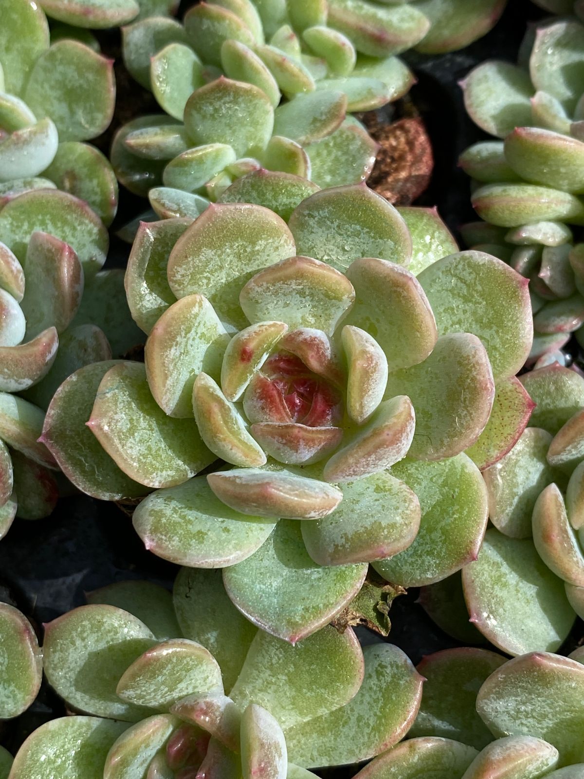 最終値下げ早い者勝ちサロモンスノーボードブーツ 22.5cm ネイビー/レッド 目玉商品】山梨県産大粒のみ！シャインマスカット 粒売り3kg