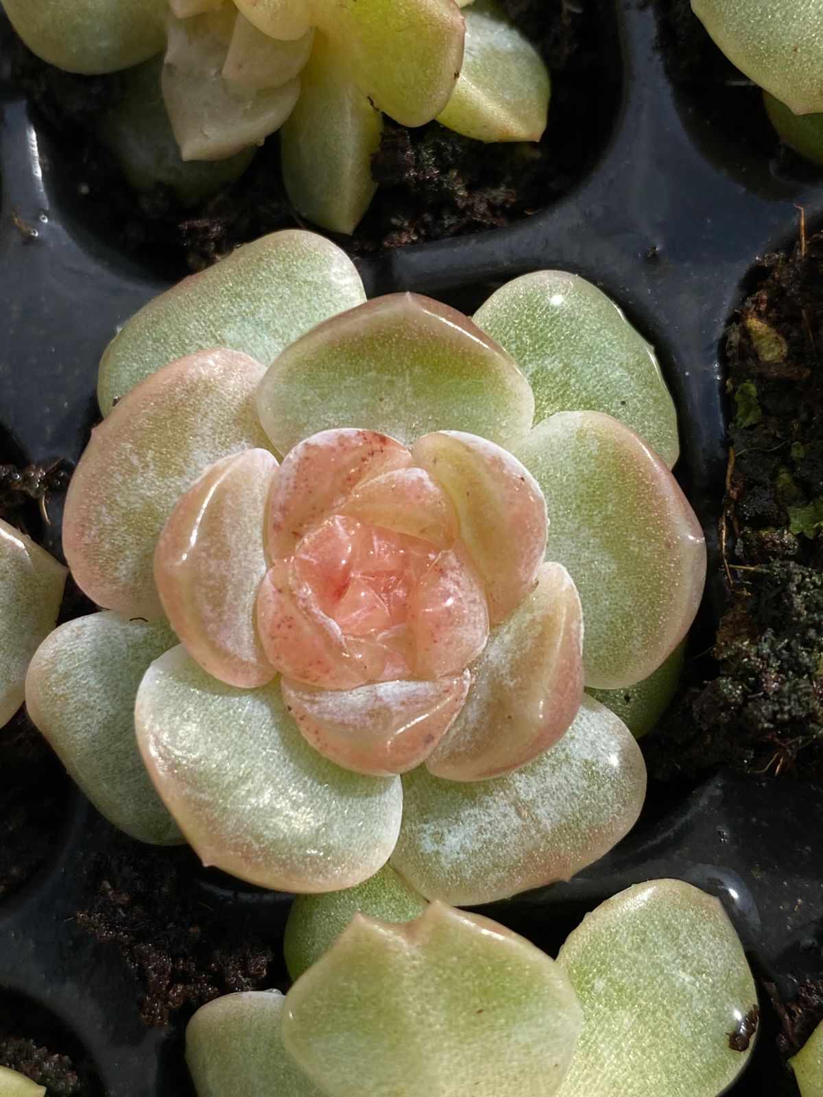 発売中 ブルードリーム 105苗セット 土 根付き 美苗 エケベリア 多肉 植物 佐川発送 XQS 142