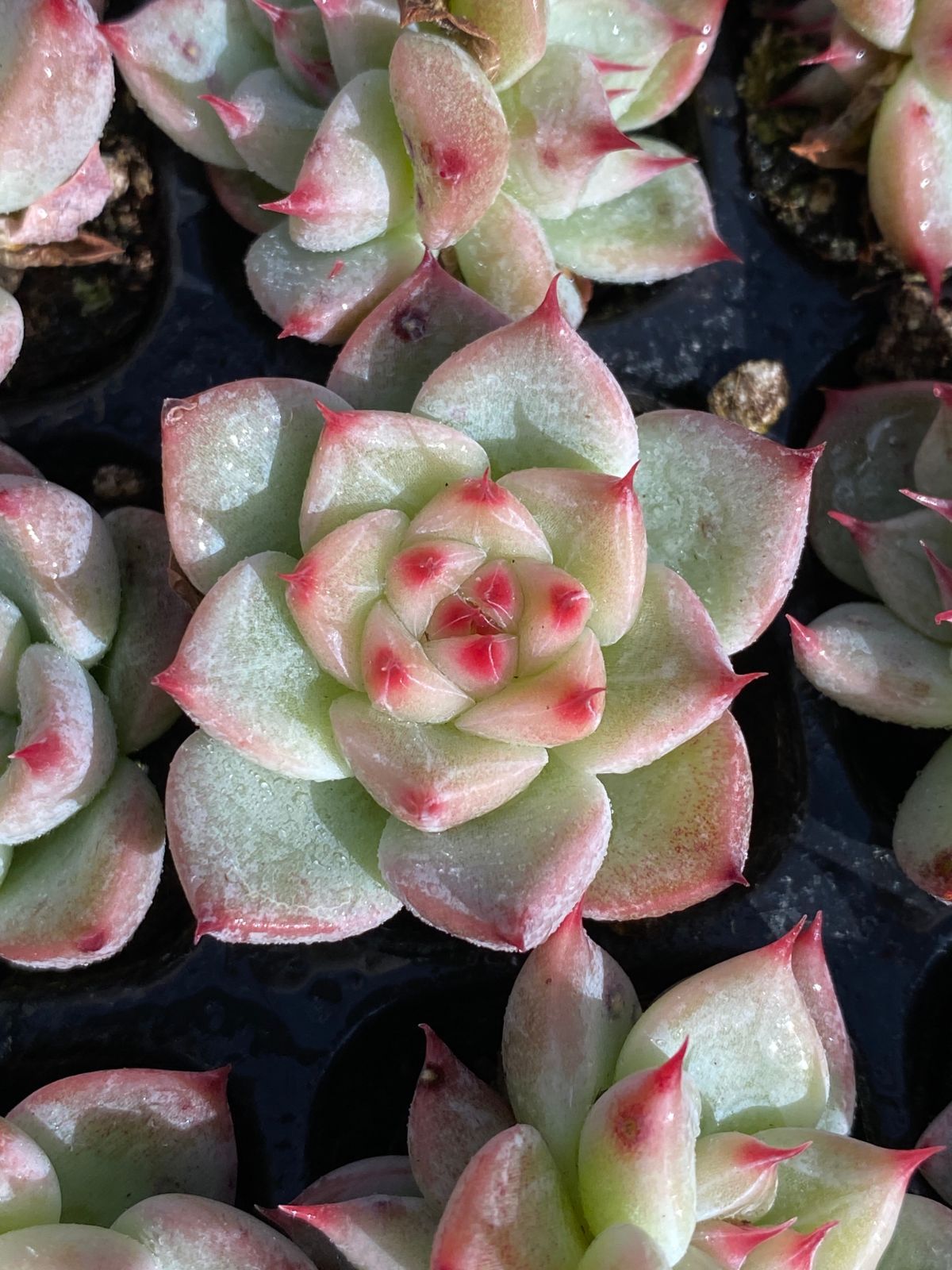 オープン記念セール シータ 105苗セット 土・根付き 美苗 エケベリア 多肉 植物 佐川発送 XQS155