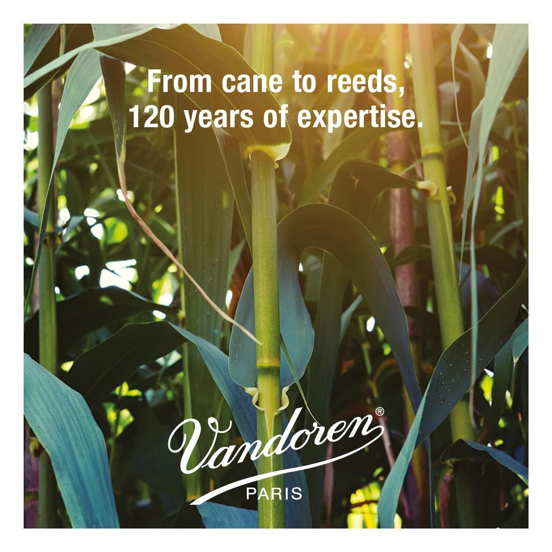  トラディショナル 硬さ 3 1 2 バリトンサクソフォンリード 入り バンドーレン その他 管楽器 吹奏楽器