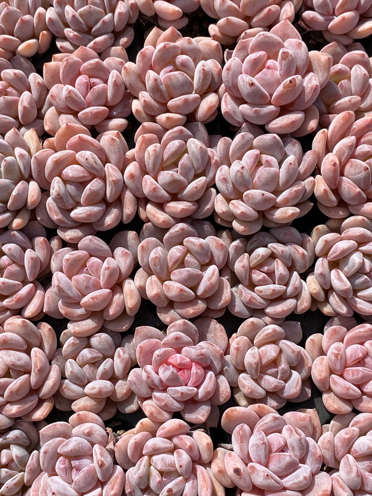 オープン記念セール ポトシナ 128苗セット 土・根付き 美苗 エケベリア