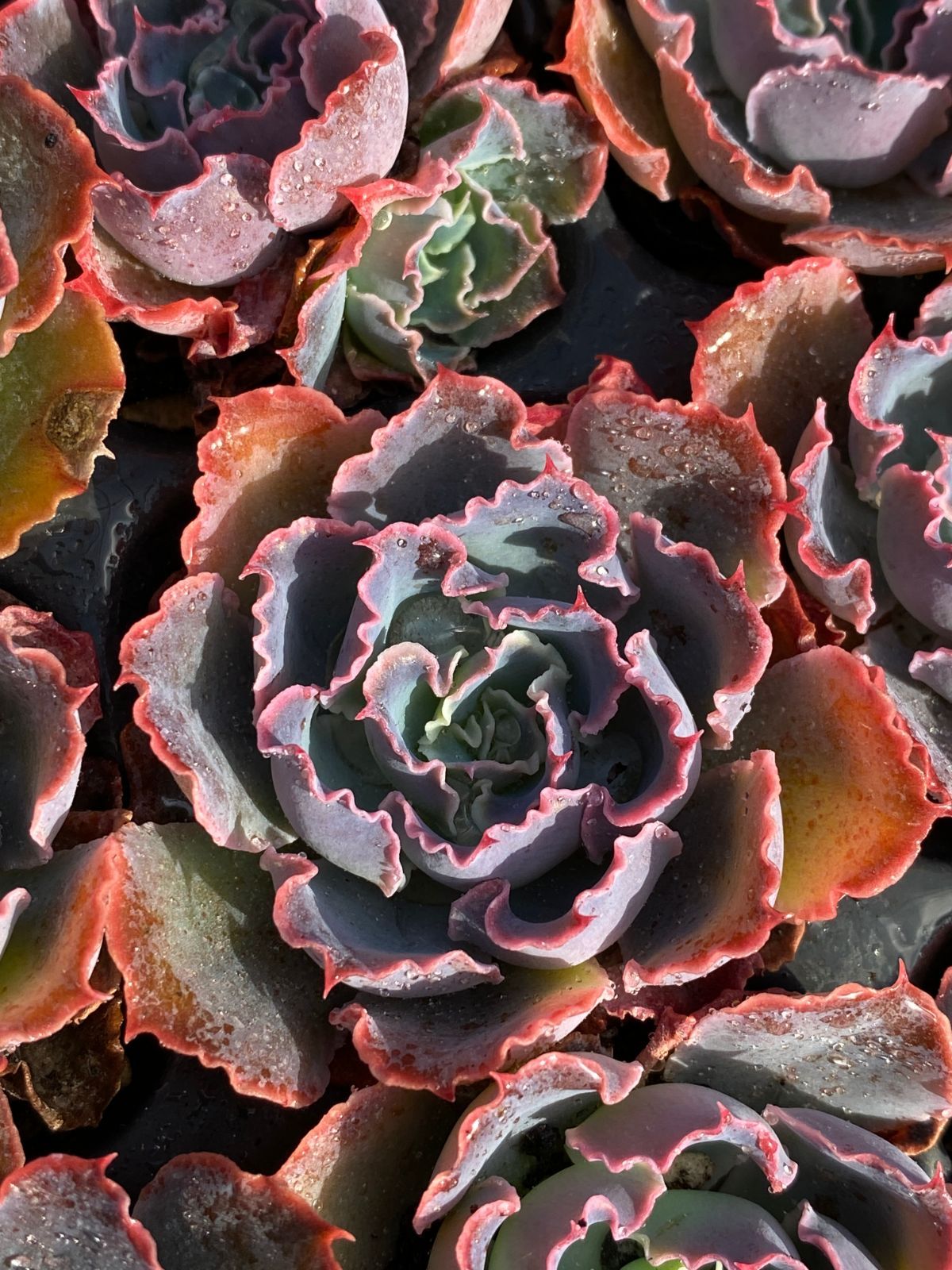 多肉植物【夕焼けの舞】抜き苗 多肉植物【夕焼けの舞】抜き苗 新発売